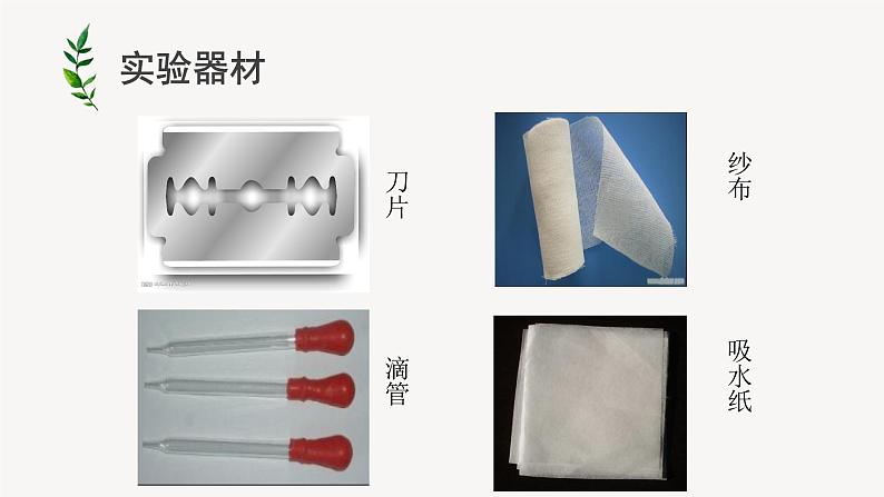 人教版生物七年级上册 2.1.2植物细胞 课件07