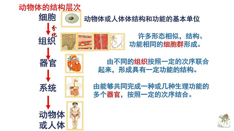 人教版生物七年级上册 2.2.3植物体结构层次 课件02