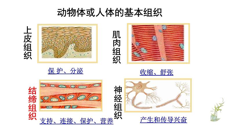 人教版生物七年级上册 2.2.3植物体结构层次 课件03