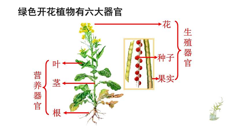 人教版生物七年级上册 2.2.3植物体结构层次 课件04