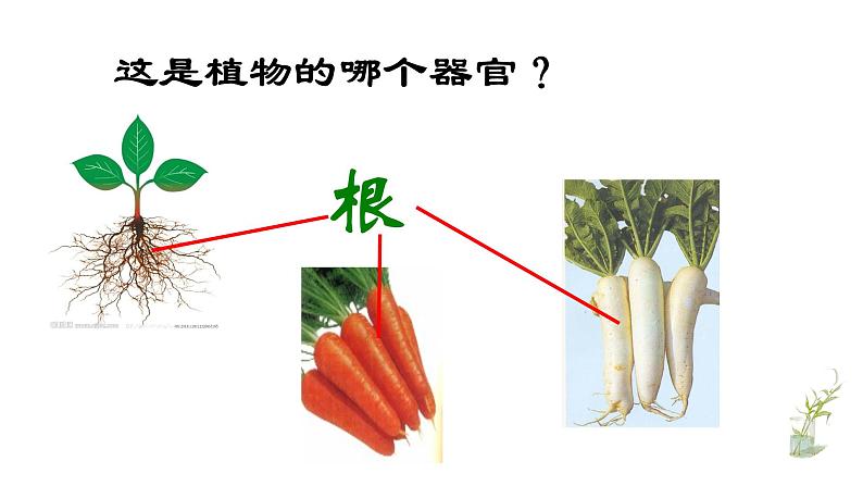 人教版生物七年级上册 2.2.3植物体结构层次 课件05