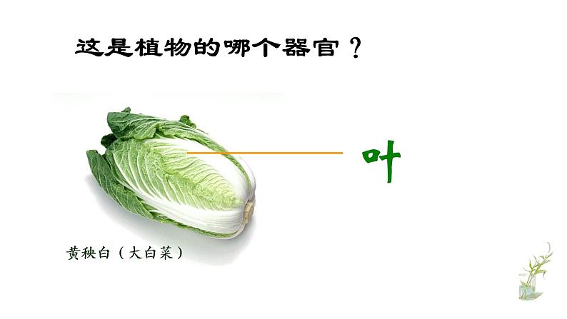 人教版生物七年级上册 2.2.3植物体结构层次 课件07