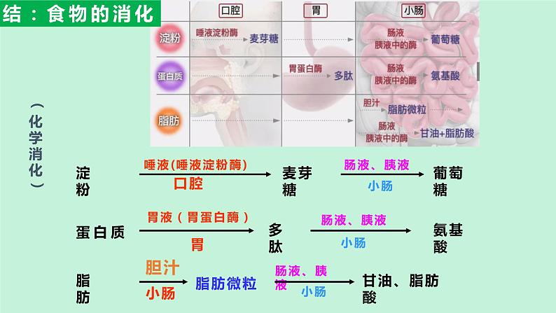 课件 4.2.2 《消化和吸收》第2课时 PPT课件03