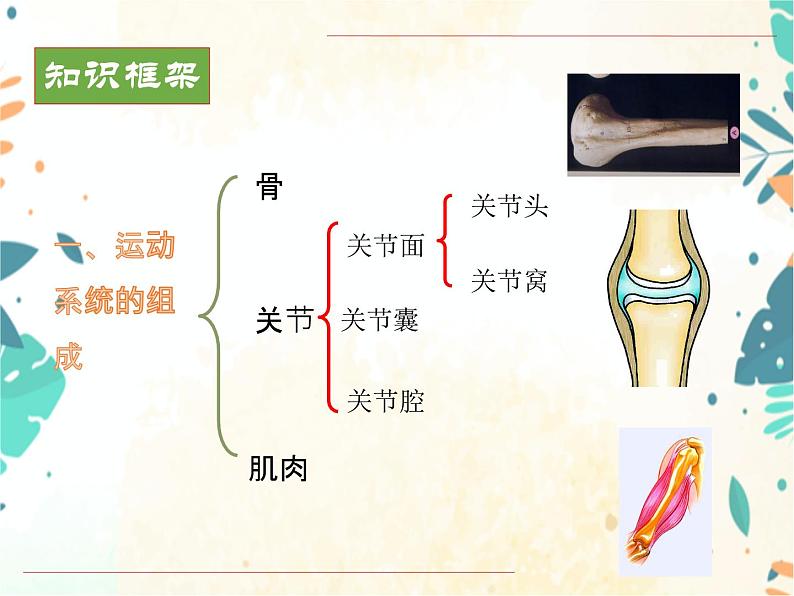 人教版八年级生物上册同步课件《动物的运动和行为》03