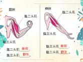 人教版八年级生物上册同步课件《动物的运动和行为》