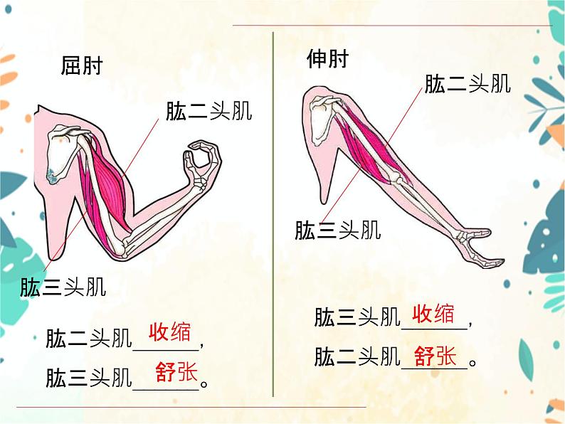 人教版八年级生物上册同步课件《动物的运动和行为》04