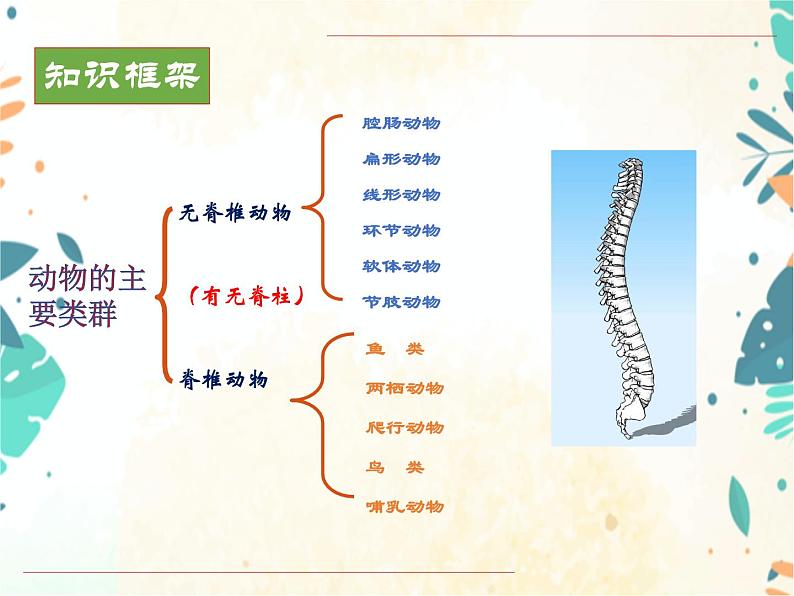 人教版八年级生物上册同步课件《动物的主要类群》03