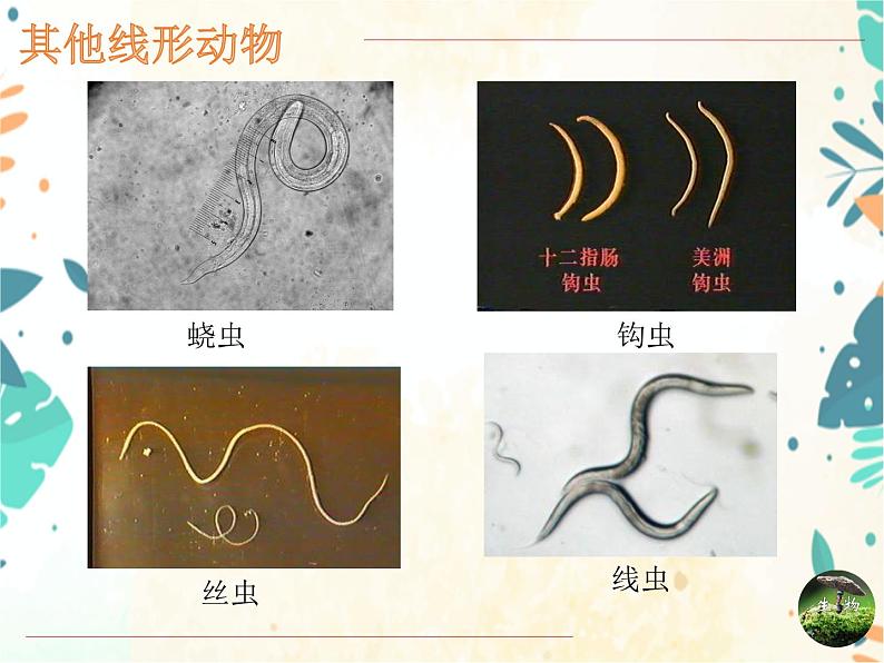 人教版生物八年级上册同步课件《线形动物和环节动物》07