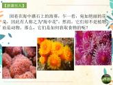 人教版生物八年级上册同步课件《腔肠动物和扁形动物》