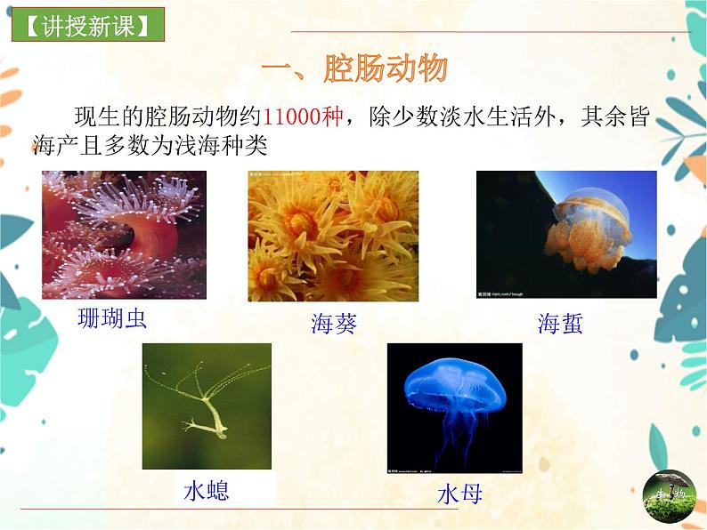 人教版生物八年级上册同步课件《腔肠动物和扁形动物》06