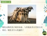 人教版生物八年级上册同步课件《哺乳动物》