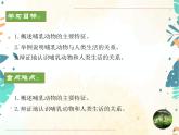 人教版生物八年级上册同步课件《哺乳动物》