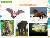 人教版生物八年级上册同步课件《哺乳动物》