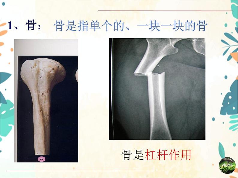 人教版生物八年级上册同步课件《动物的运动》08