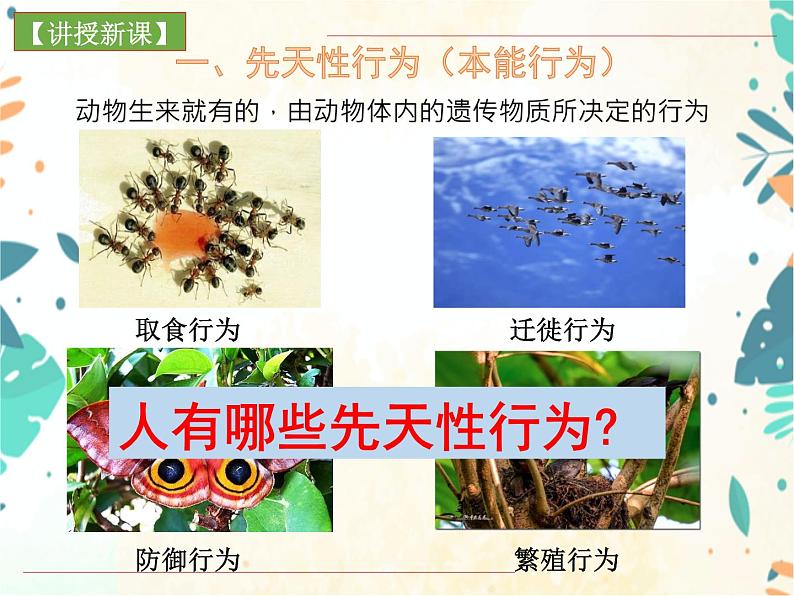 人教版生物八年级上册同步课件《先天性行为和学习行为》06