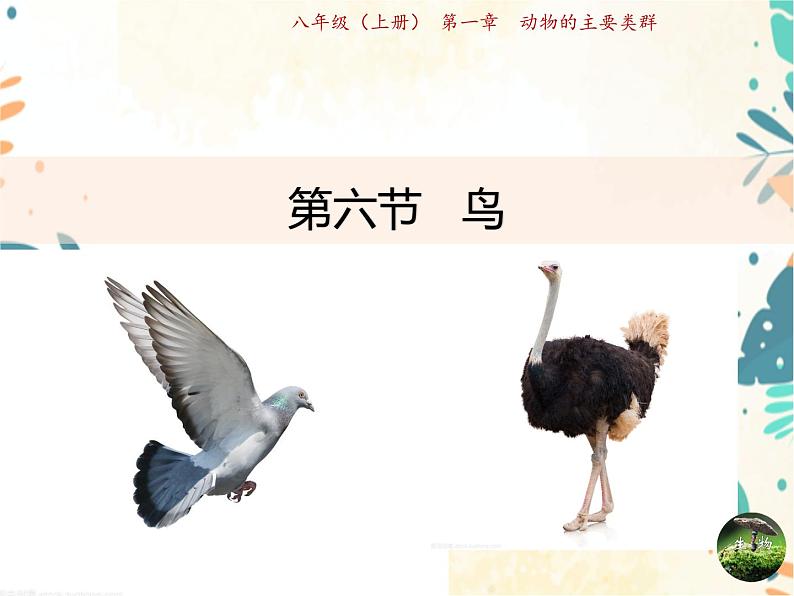 人教版生物八年级上册同步课件《鸟》01