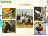 人教版生物八年级上册同步课件《鸟》