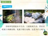 人教版生物八年级上册同步课件《两栖动物和爬行动物》