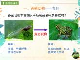 人教版生物八年级上册同步课件《两栖动物和爬行动物》