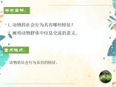 人教版生物八年级上册同步课件《社会行为》