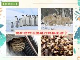 人教版生物八年级上册同步课件《社会行为》