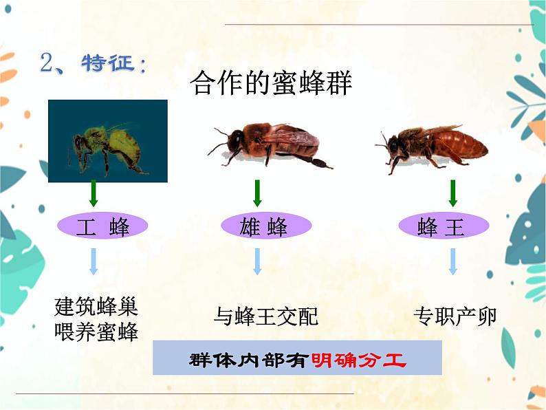 人教版生物八年级上册同步课件《社会行为》05