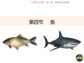 人教版生物八年级上册同步课件《鱼》