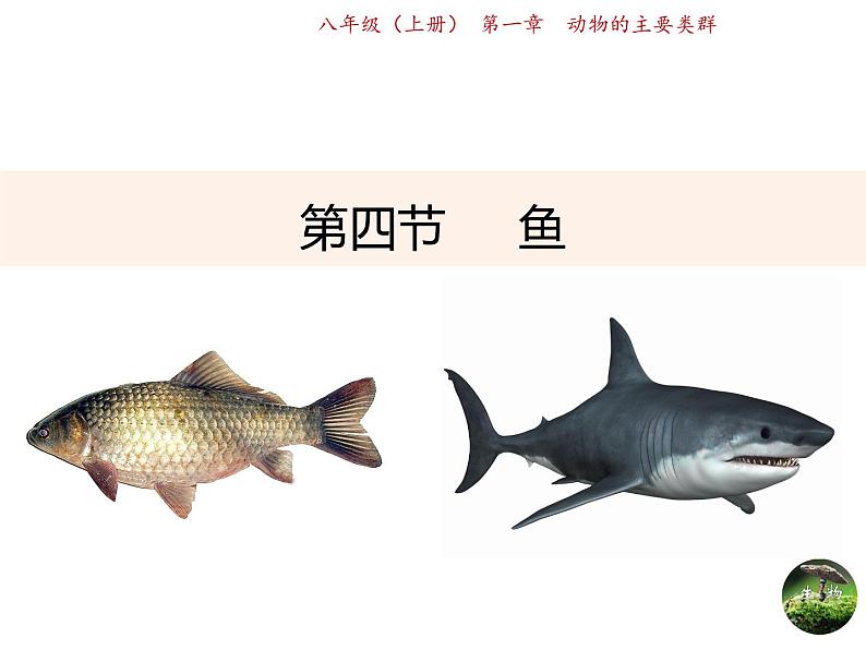 人教版生物八年级上册同步课件《鱼》01