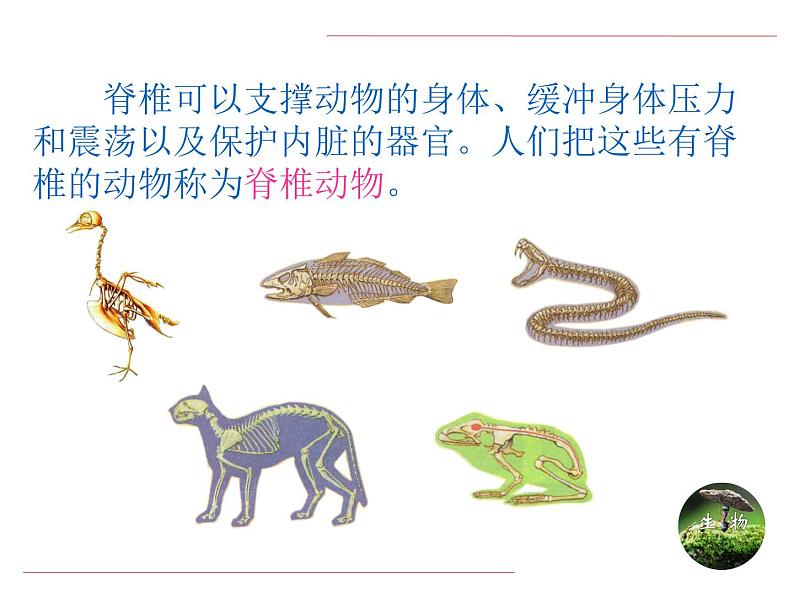 人教版生物八年级上册同步课件《鱼》03