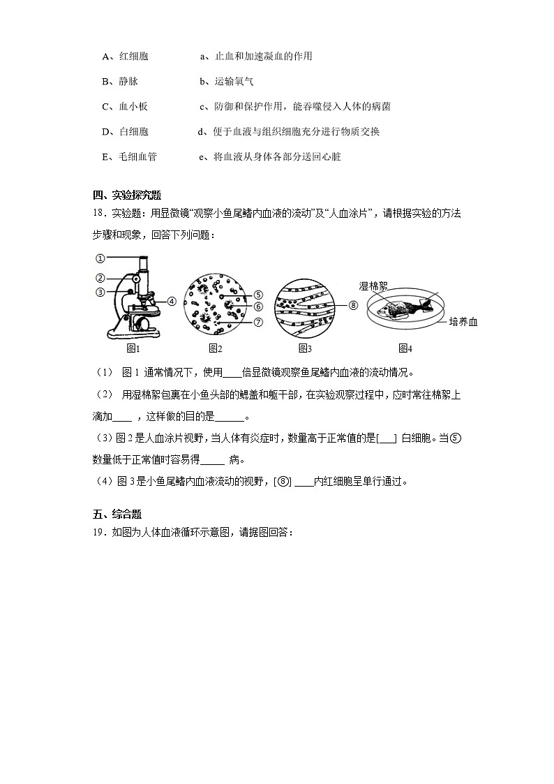 2020-2021学年京改版生物七年级下册第五章《生物体内的物质运输》测试卷（含答案）03
