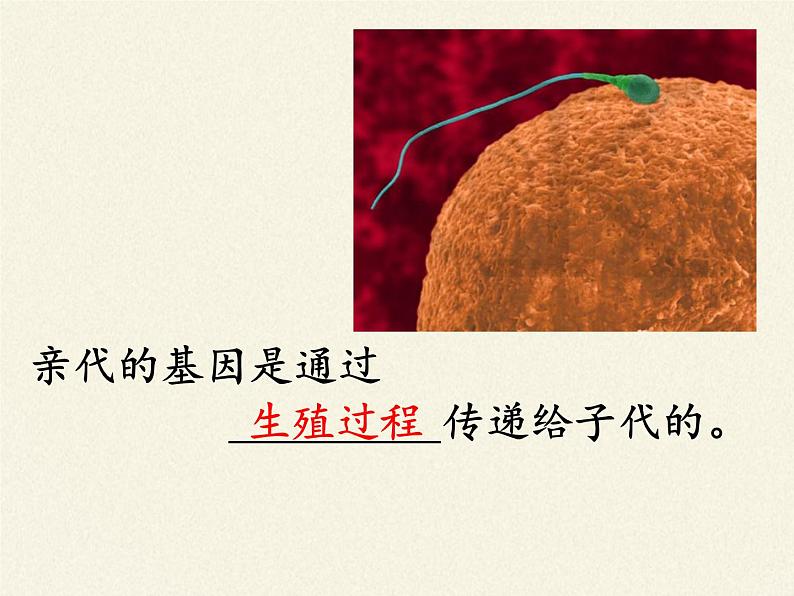 八年级生物下册教学课件-7.2.2基因在亲子代间的传递  (1)03