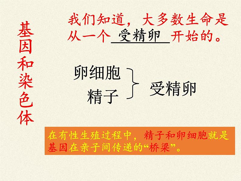 八年级生物下册教学课件-7.2.2基因在亲子代间的传递  (1)04