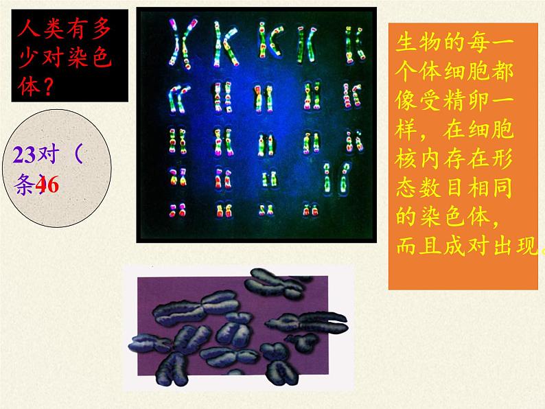 八年级生物下册教学课件-7.2.2基因在亲子代间的传递  (1)05