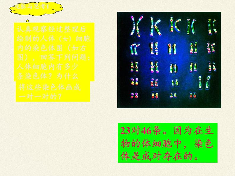 八年级生物下册教学课件-7.2.2基因在亲子代间的传递  (1)06