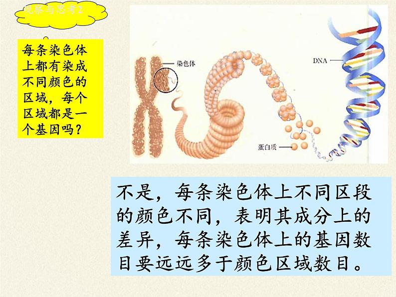 八年级生物下册教学课件-7.2.2基因在亲子代间的传递  (1)07