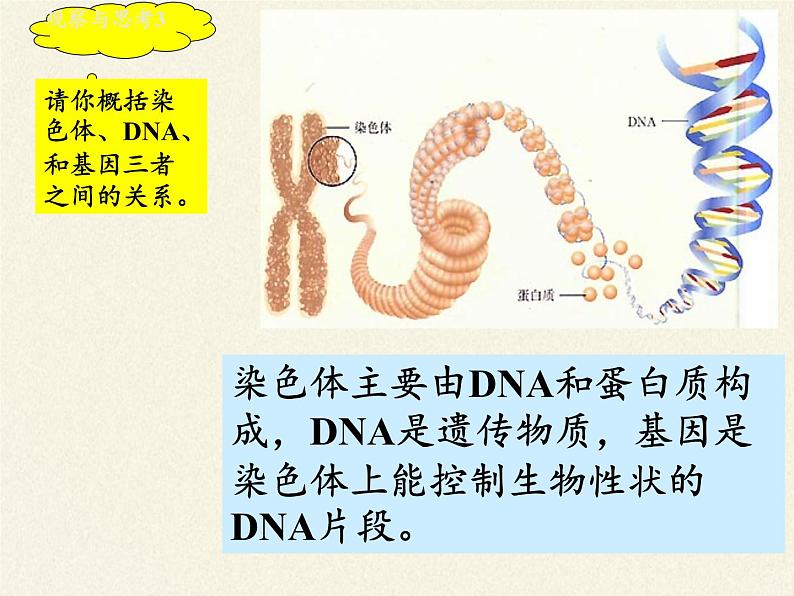 八年级生物下册教学课件-7.2.2基因在亲子代间的传递  (1)08