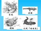 八年级生物下册两栖动物的生殖和发育课件新人教版