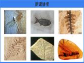 第三章 第二节 生物进化的历程 课件