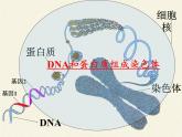 八年级生物下册教学课件-7.2.2基因在亲子代间的传递