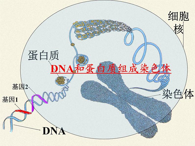 八年级生物下册教学课件-7.2.2基因在亲子代间的传递04