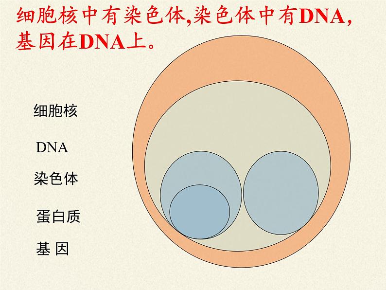 八年级生物下册教学课件-7.2.2基因在亲子代间的传递06