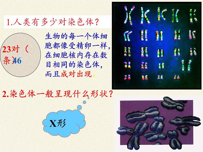 八年级生物下册教学课件-7.2.2基因在亲子代间的传递07