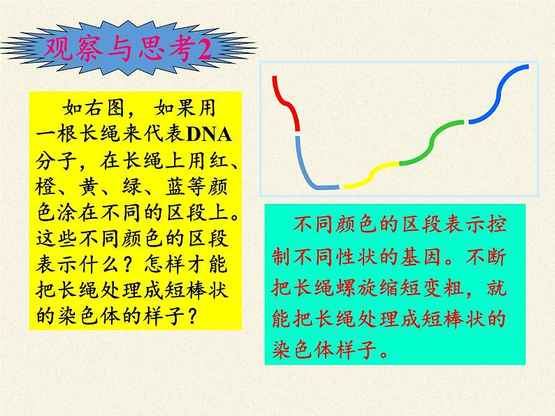 八年级生物下册教学课件-7.2.2基因在亲子代间的传递08