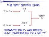 人教版八年级下册2.3基因的显性和隐性 课件