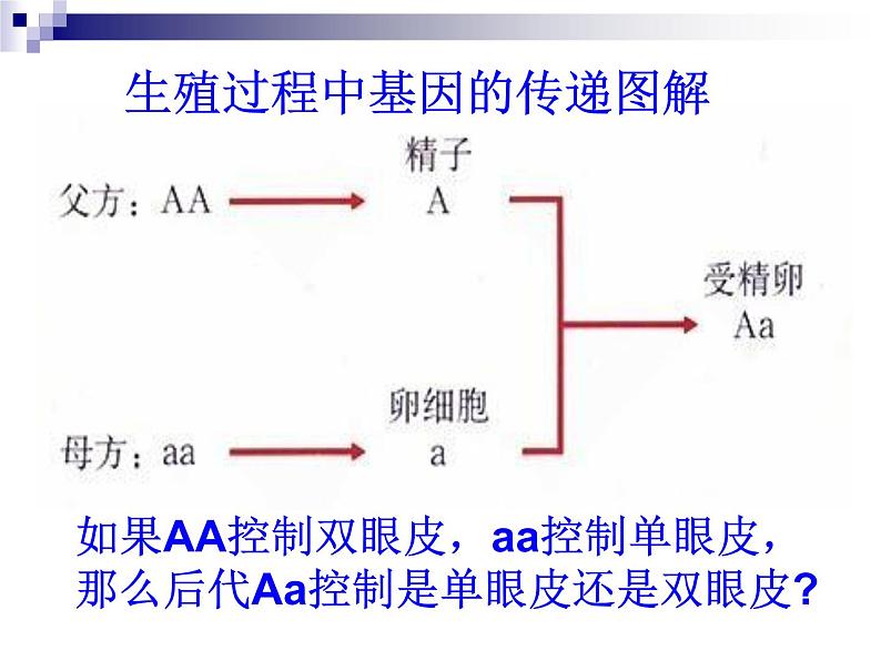 人教版八年级下册2.3基因的显性和隐性 课件03