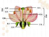 人教版生物八年级下册7.1.1植物的生殖 课件1