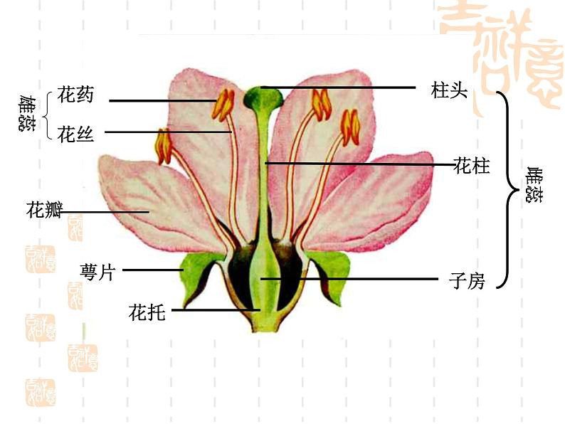 人教版生物八年级下册7.1.1植物的生殖 课件1第4页