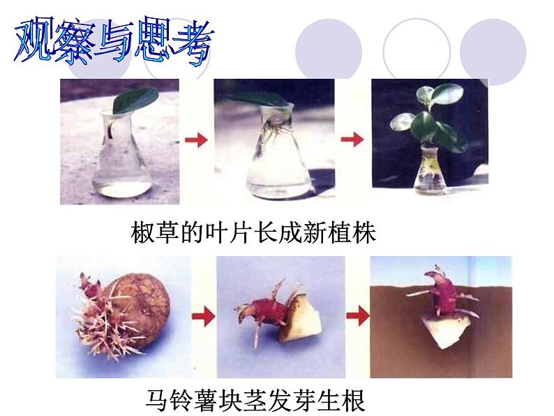 人教版生物八年级下册7.1.1植物的生殖 课件1第7页