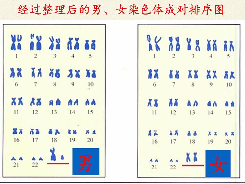 八年级生物下册教学课件-7.2.4人的性别遗传03