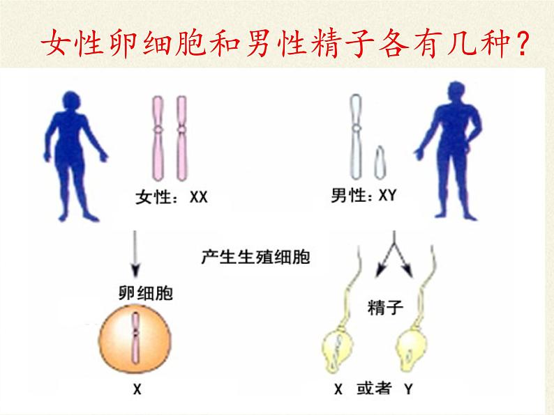 八年级生物下册教学课件-7.2.4人的性别遗传07